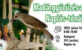 Madárgyűrűzési bemutató a Naplás-tónál (CES 7.)