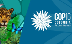 COP16