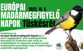 Európai Madármegfigyelő Napok - Pécs, Tüskésrét