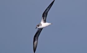 Desertasi viharmadár 