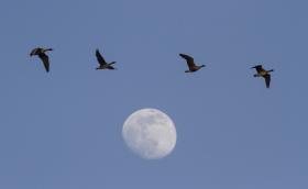 Nagy lilikek (Fotó: Csibrány Balázs)