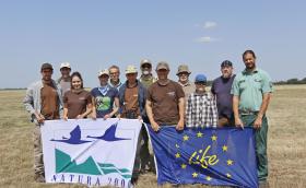 Kerecsensólyom fajmegőrzés