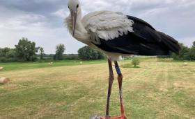 Fehér gólya (Fotó: Nesztor Karolina)