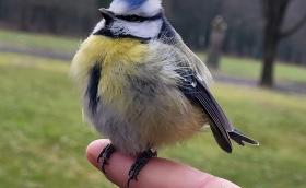 Kék cinege (Fotó: Lendvai Csaba)