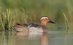 Hím böjti réce (Fotó: Simay Gábor)