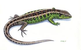 Fürge gyík (Lacerta agilis)