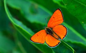 1_Nagy tűzlepke hím_Kalotás Zsolt.JPG