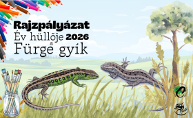 Év hüllője rajzpályázat