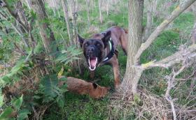 tetem és méregkereső kutyák