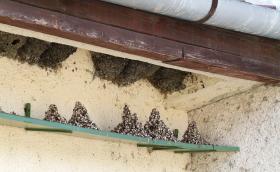 fecskepelenka_molnarfecske_telep_Ujszilvas_EuroNovex_2013_Orban_Zoltan_00161140_0.JP