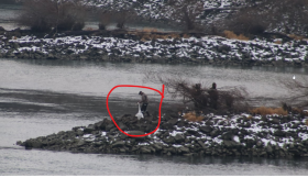 kócsag tetem eltüntetése