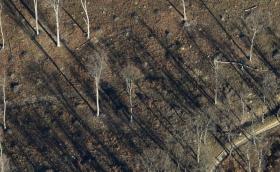 Levágott bükkös_Szendőfi_Balázs