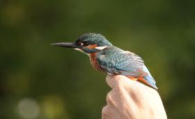 Jégmadár madárgyűrűzésen