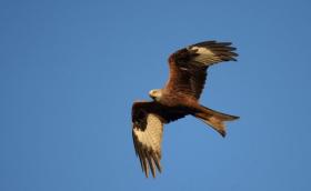 Vörös kánya (Milvus milvus)