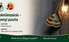 Éjszakai lepkézés Fövenyen