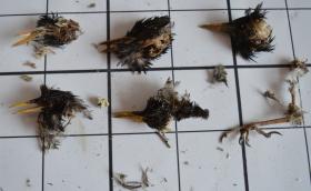 Kerecsensólyom táplálékvizsgálat