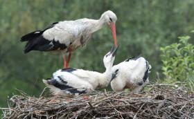 feher golya fiokat etet_Algyoi gat_Lovaszi Peter_DSC_7003.jpg