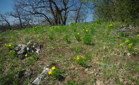 Déli kitettségű, bokorerdő jellegű tölgyesben nyíló tavaszi héricsek