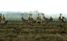 eurobustard
