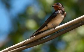 Füsti fecske (Fotó: Nagy Károly)