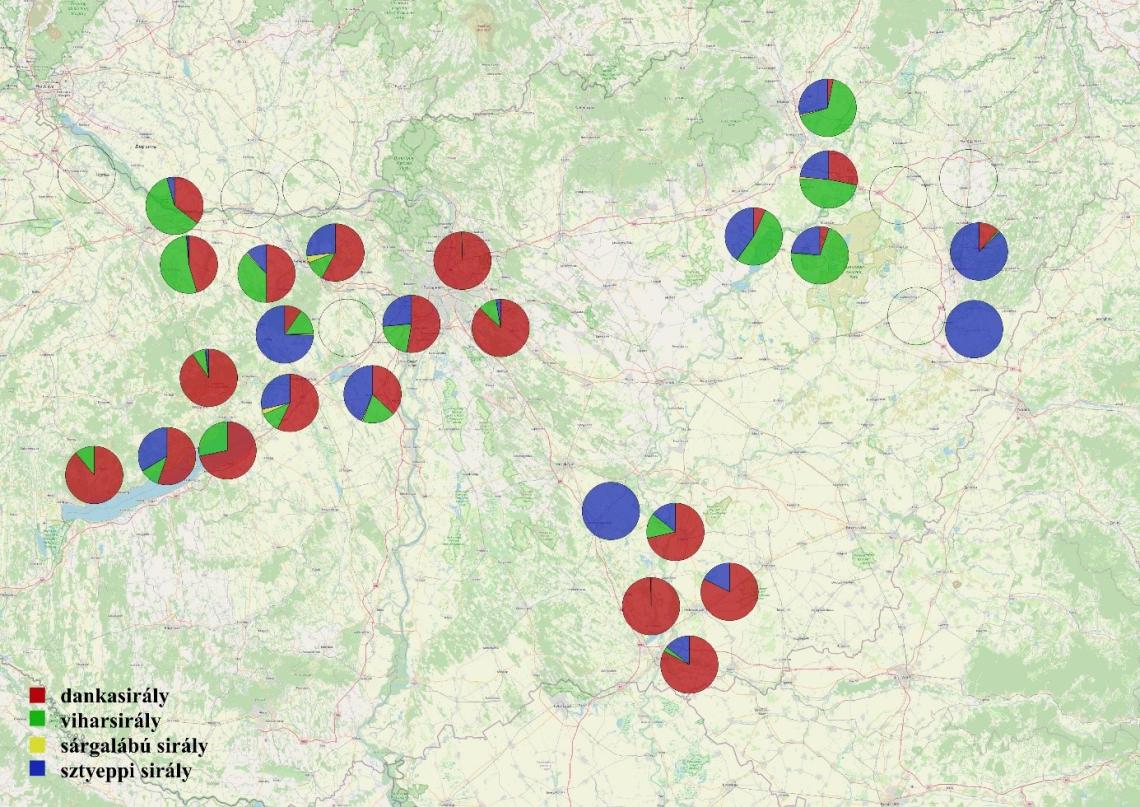 8.	ábra: Az országban előforduló négy leggyakoribb sirályfaj egymáshoz viszonyított aránya