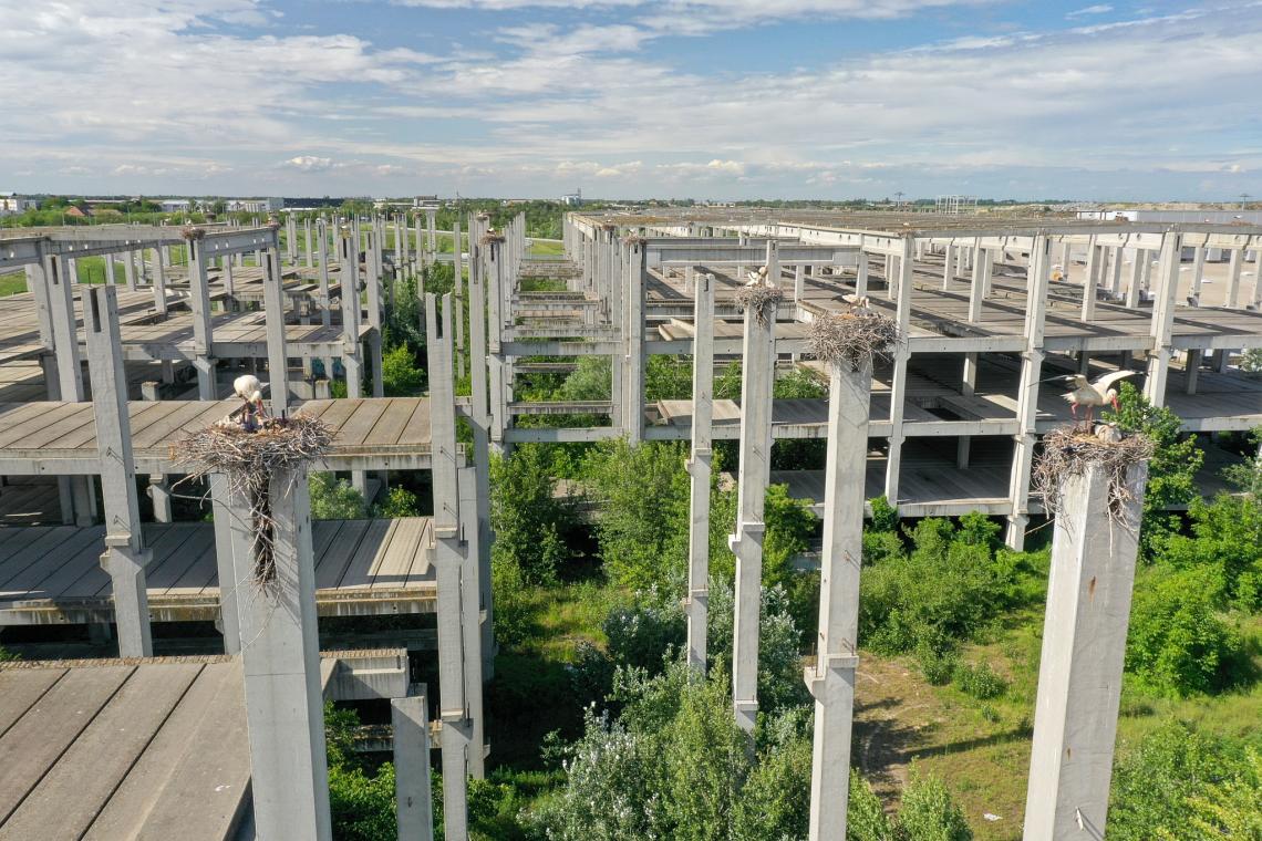 White stork nests near Novi Sad (Photo: Trnovac Damir)