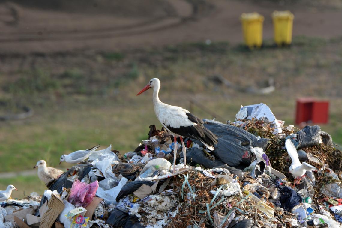 White storks at the landfill near Szeged (Photo: Péter Lovászi)