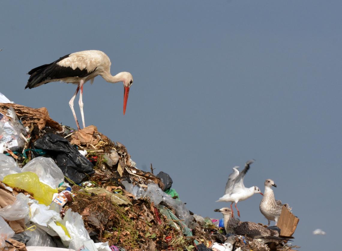 White storks at the landfill near Szeged (Photo: Péter Lovászi)