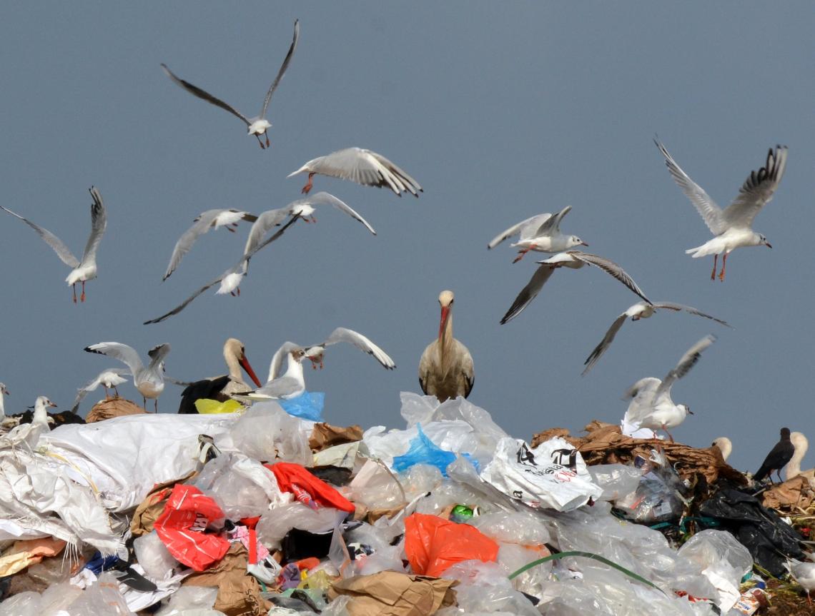 White storks at the landfill near Szeged (Photo: Péter Lovászi)