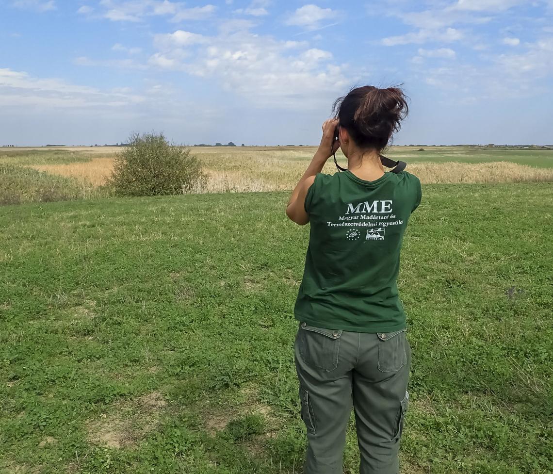 Searching for birds on the grassland ( Photo: Béla Tokody)