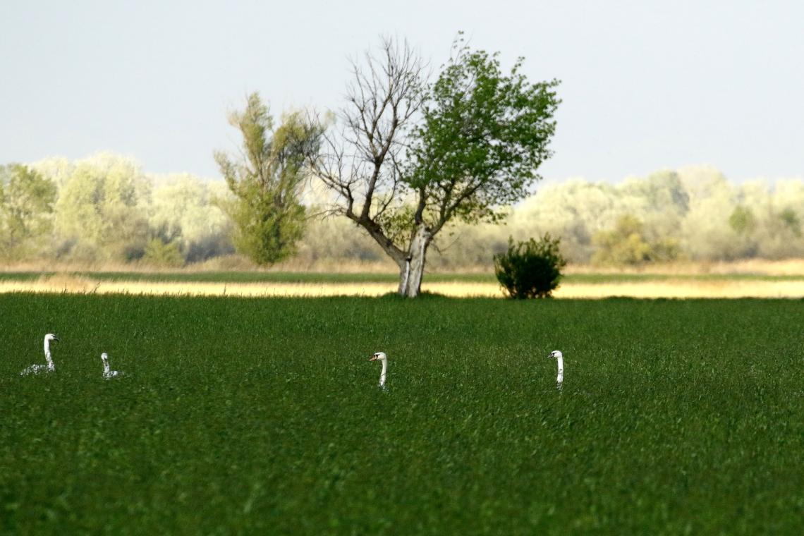 butykos_hattyuk_vetesben_Apaj_20170413_Orban_Zoltan_0003.JPG