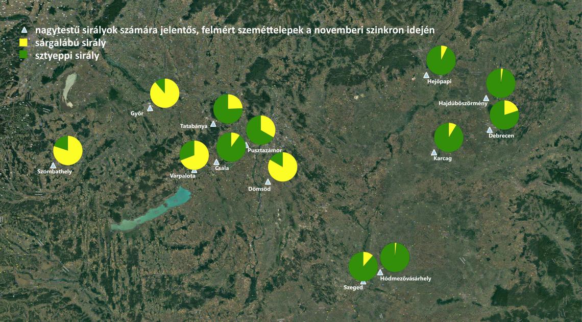 A Balaton (41,7% sárgalábú sirály) esetében a csalai, a győri, a szombathelyi és a várpalotai; Velencei-tóhoz (33,9% sárglábú sirály) a csalai, a várpalotai, a pusztazámori és a dömsödi; Fertő-tóhoz (82,6% sárgalábú sirály) a győri és a szombathelyi; a tatai Öreg-tóhoz (24,3% sárgalábú sirály) a tatabányai; a dél-alföldi élőhelyekhez (7,14% sárgalábú sirály) a szegedi és a hódmezővásárhelyi; Hortobágy térségéhez (15% sárgalábú sirály) a debreceni, a hajdúböszörményi, a karcagi; Nagyhalász, Tisza-tó és a nyé