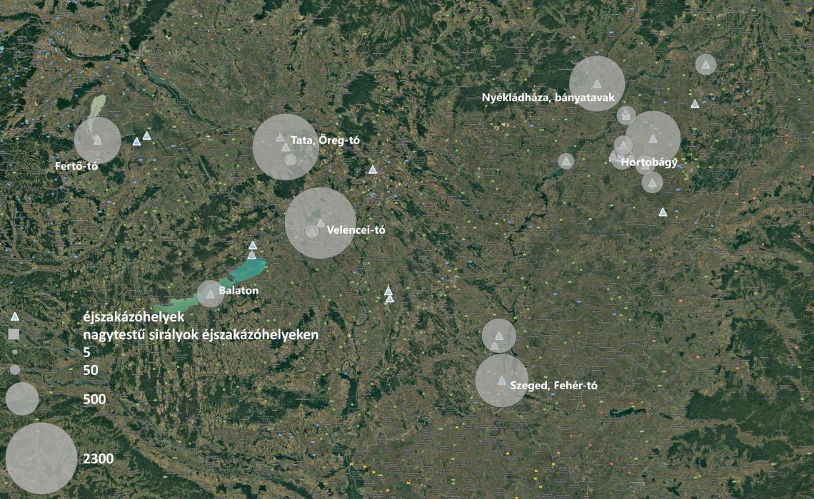 Összesen 11.326 nagytestű sirály lett megfigyelve, melyek közül 2.902 sárgalábú sirályként, míg 9.012 sztyeppi sirályként került be a szinkron összesítőjébe