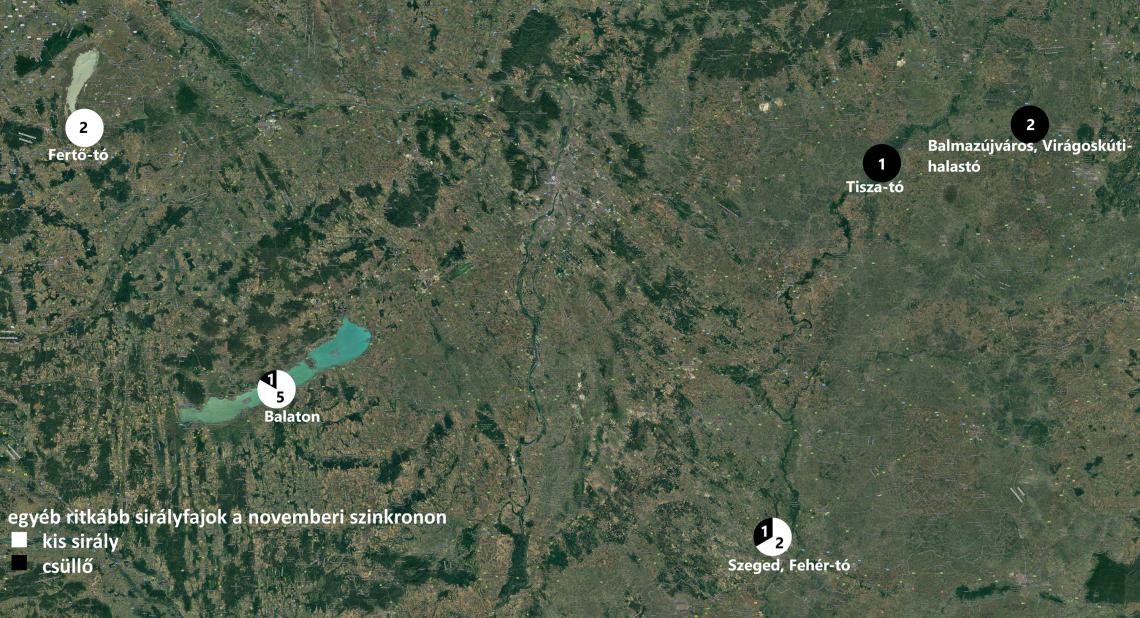 Kis sirályok és csüllők megoszlása az országban november 15-18. között. A kardoskúti Fehér-tó mellett észlelt madár nem került fel a térképre, mivel a terület ki van száradva és a madár csupán átrepült a puszta felett, továbbá a térségben nincs aktív sirály éjszakázóhely sem.