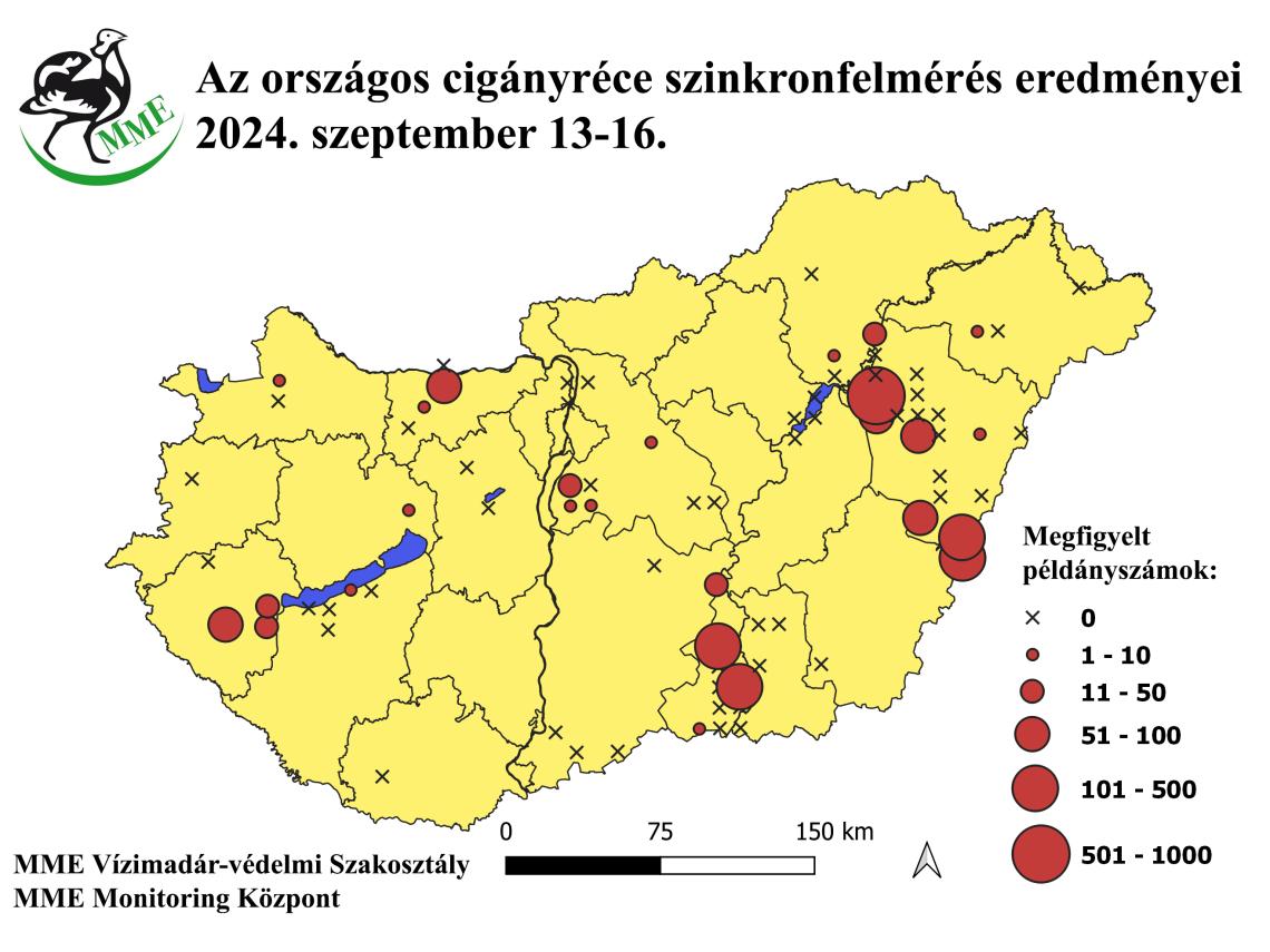 Az országos cigányréce szinkronfelmérés eredményei