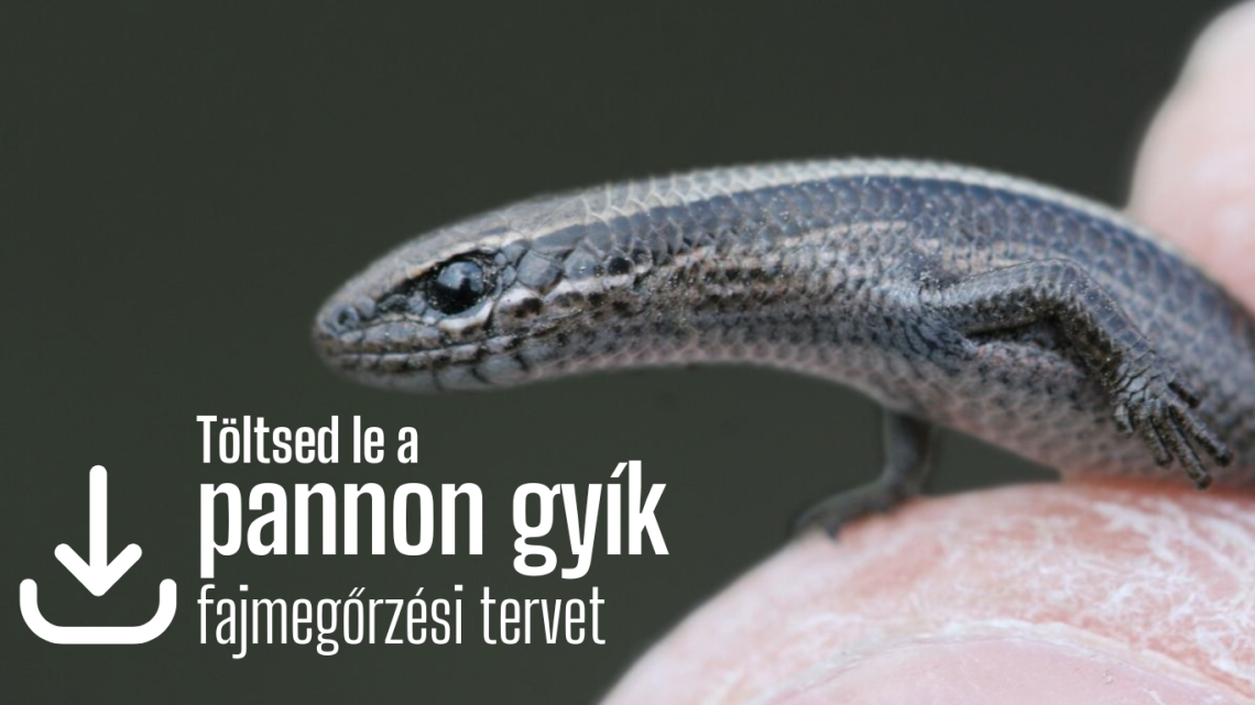 pannon gyík_fajmegőrzés