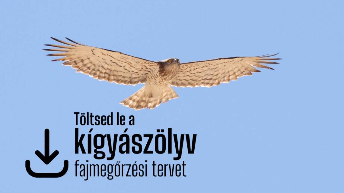 kígyászölyv_fajmegőrzés