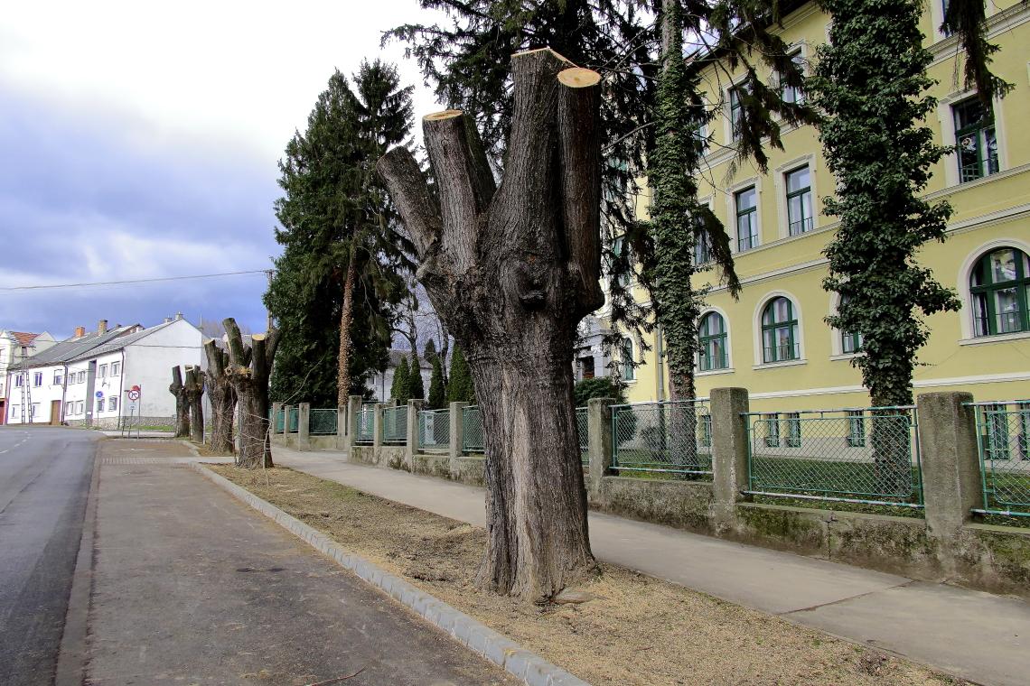 fa_visszavagas_Dombovar_20210114_Orban_Zoltan_4.JPG