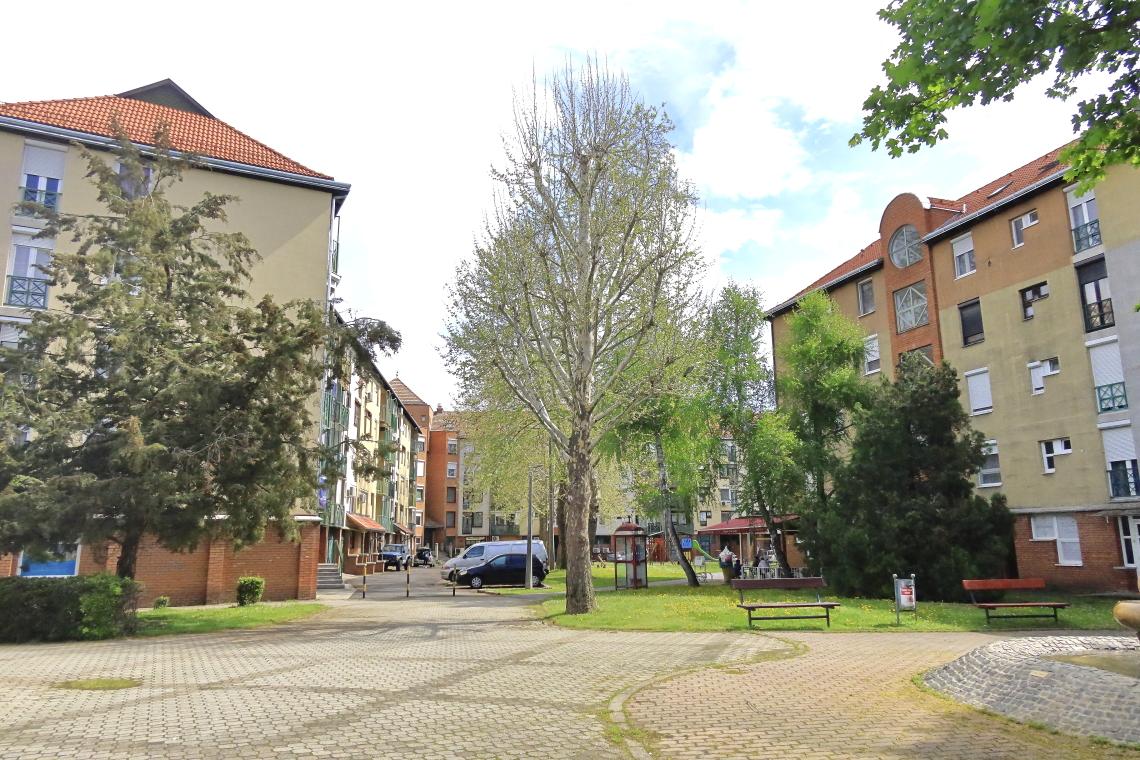 fa_visszavagva_Dombovar_20250418_Orban_Zoltan_8.JPG