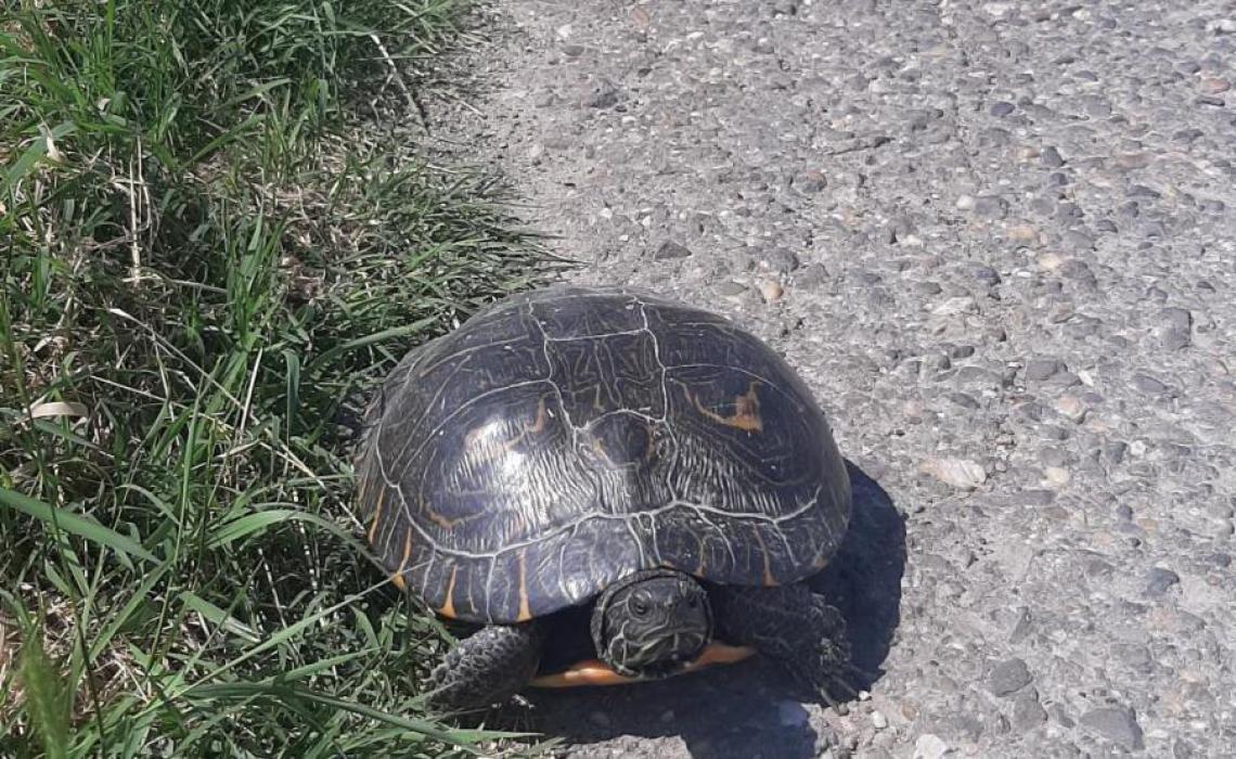 Nőstény hieroglifás ékszerteknős (Pseudemys concinna) Alsónémedi környékén (fotó: Halpern Bálint)