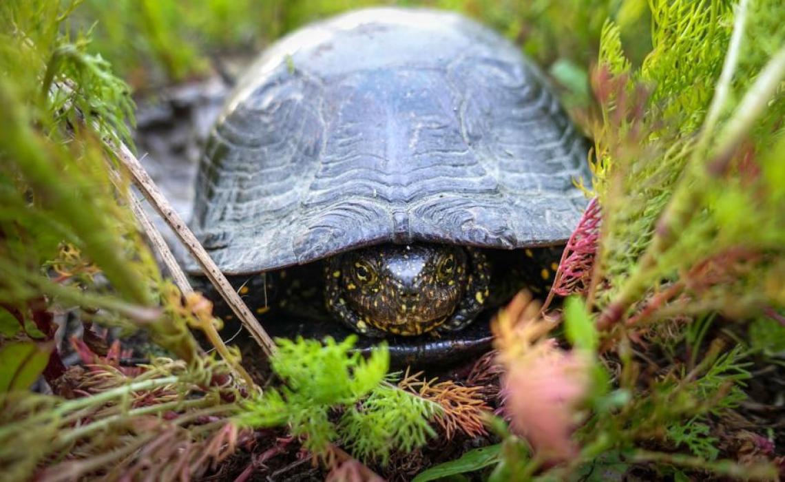 Nőstény mocsári teknős (fotó: Pálvölgyi Krisztina, forrás: Herptérkép)