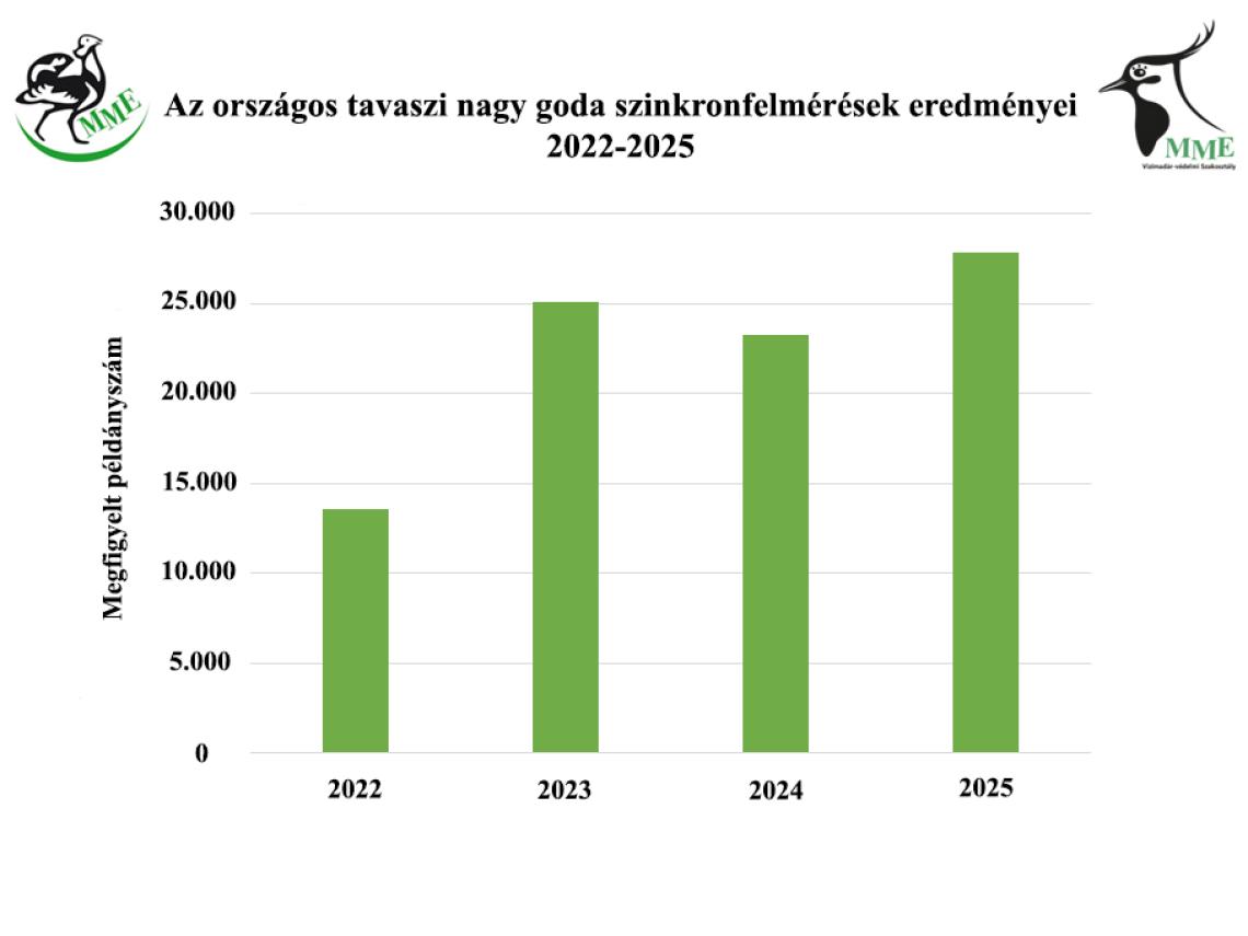 Az országos tavaszi nagy goda szinkronfelméréseken megfigyelt példányok száma 2022-2025 között.