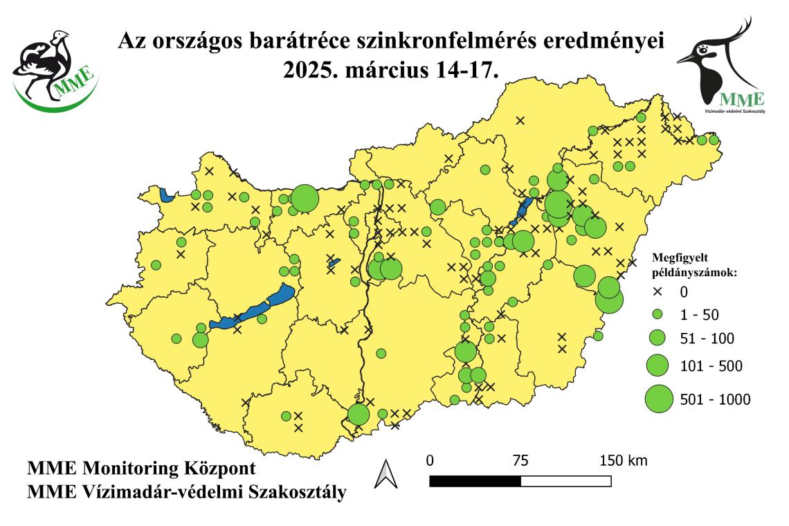 A 2025. évi országos tavaszi barátréce szinkronfelmérés eredményei
