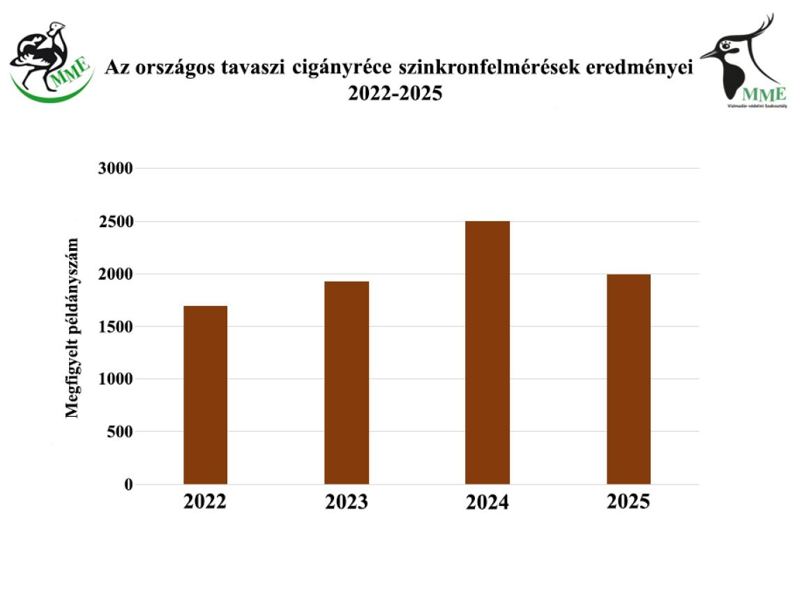 Az országos tavaszi cigányréce szinkronfelmérések eredményei