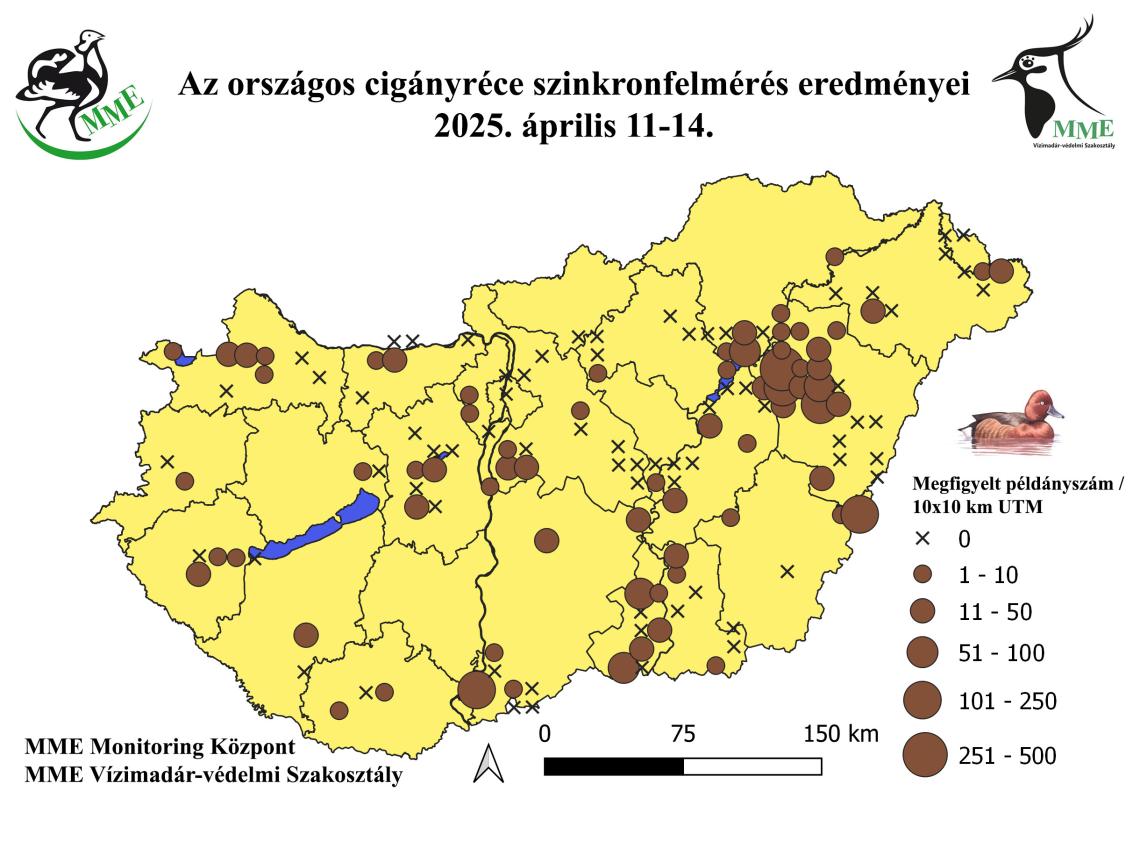 A 2025. évi tavaszi országos cigányréce szinkronfelmérés eredményei