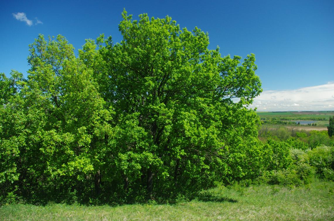 lösztisztás_Kovács_Gergely