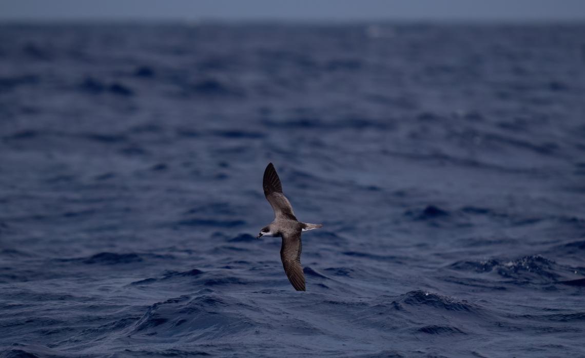 Desertasi viharmadár