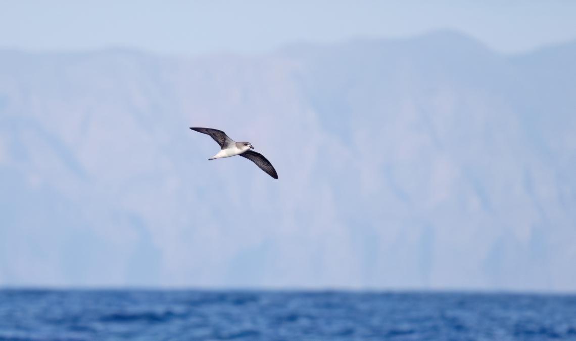 Fotó: Selmeczi-Kovács Ádám 