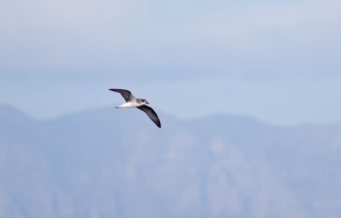 Desertasi viharmadár