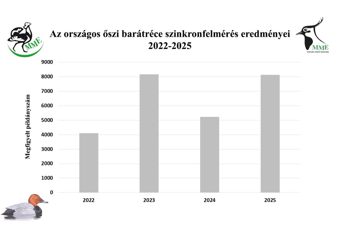 Az őszi barátréce számlálások eredményei (2022-2025)